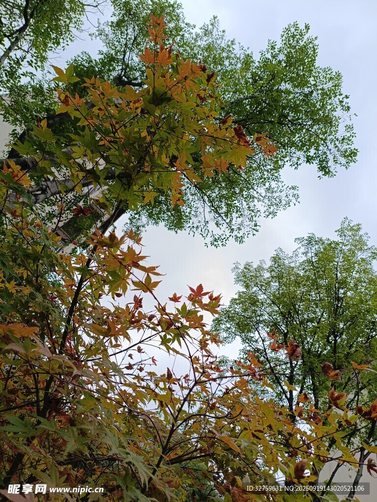 秋日树林树梢景致