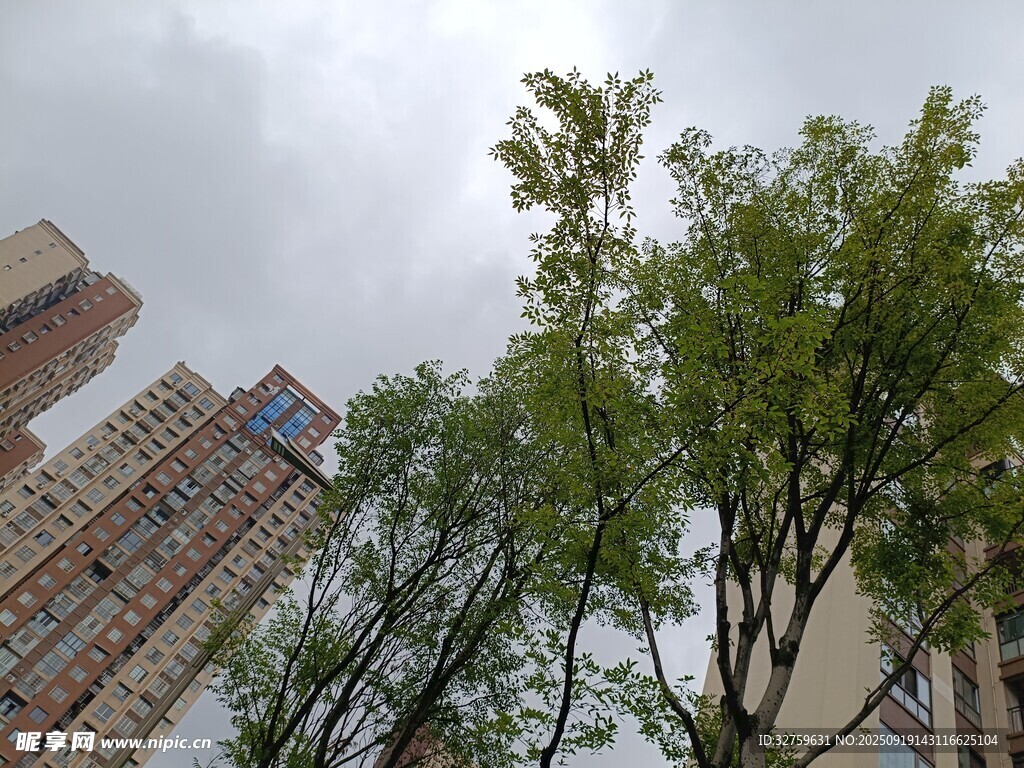 城市中树木与高楼景观