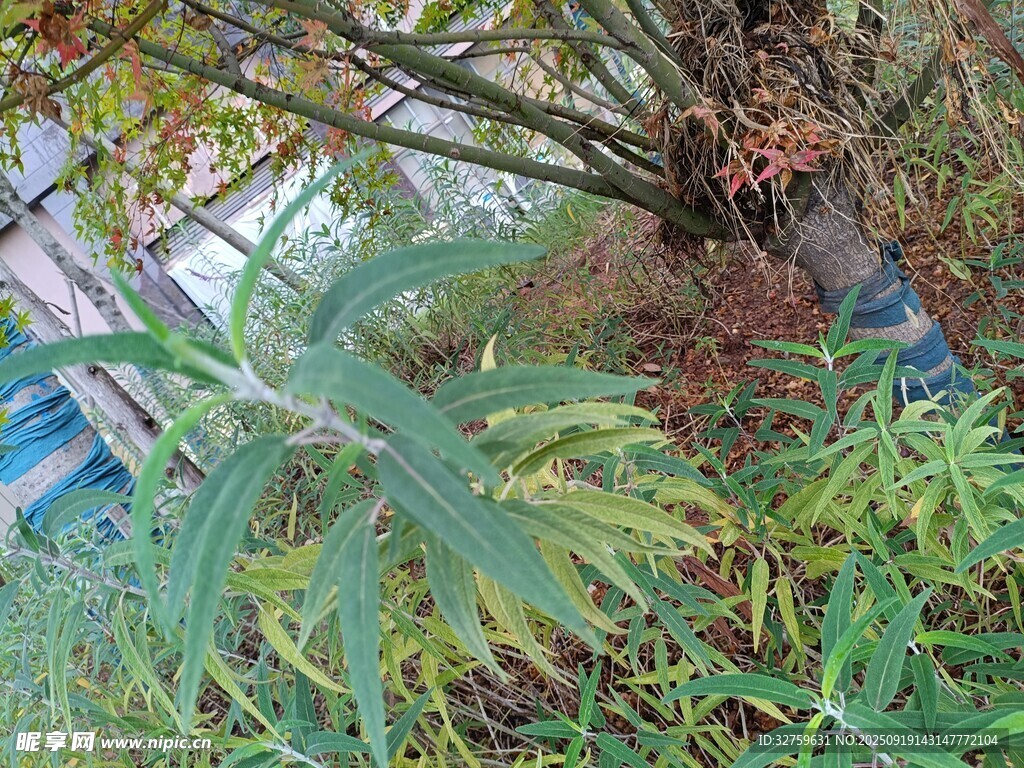 户外繁茂绿植景观