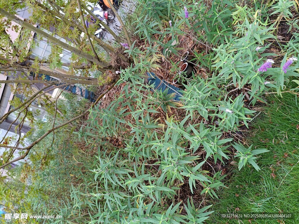 翠绿繁茂的户外植物景观