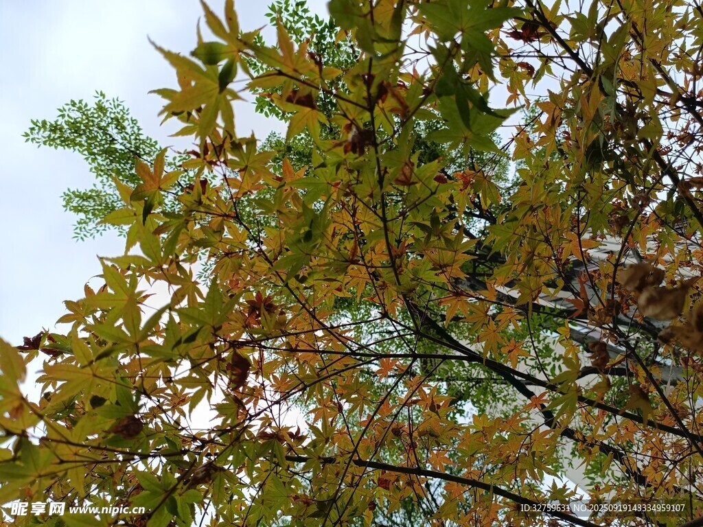 秋日斑斓树叶仰拍美景