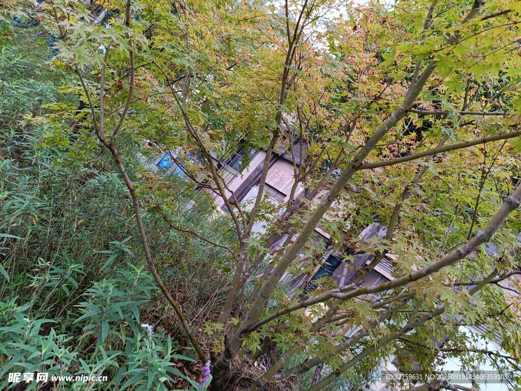 林间小屋隐于葱郁树木间