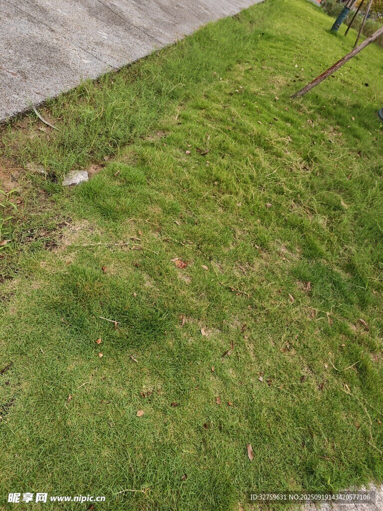 翠绿草坪近景