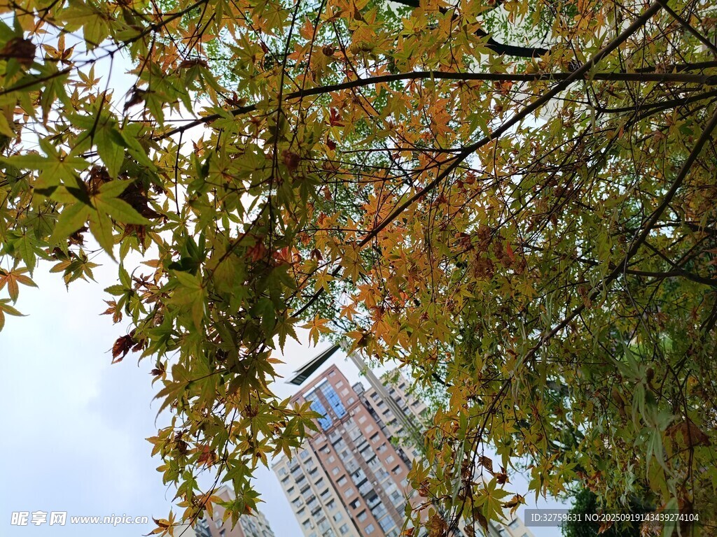 秋日树梢与高楼景致