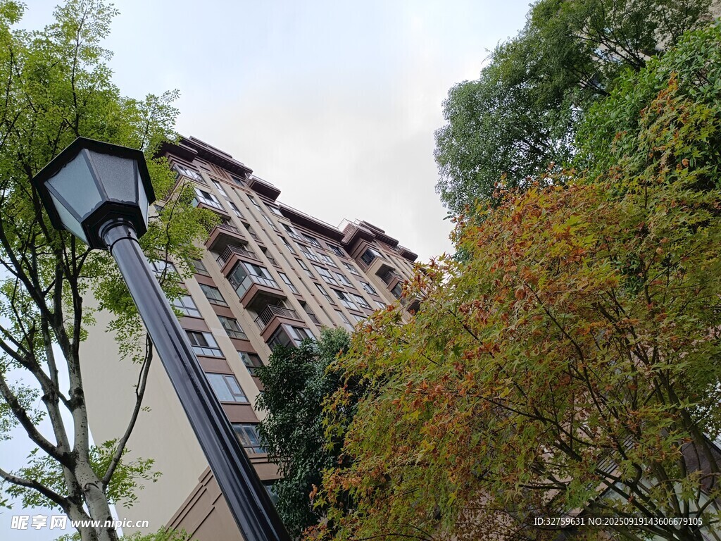 街边路灯旁的树木与建筑