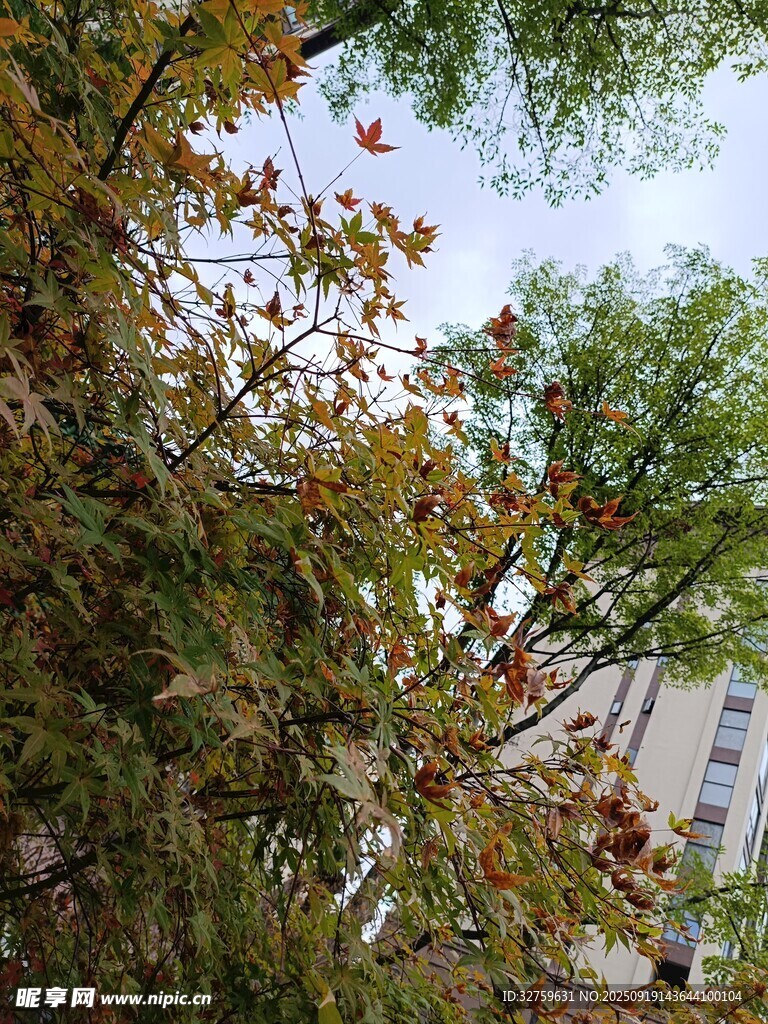 秋日斑斓树叶与建筑景观