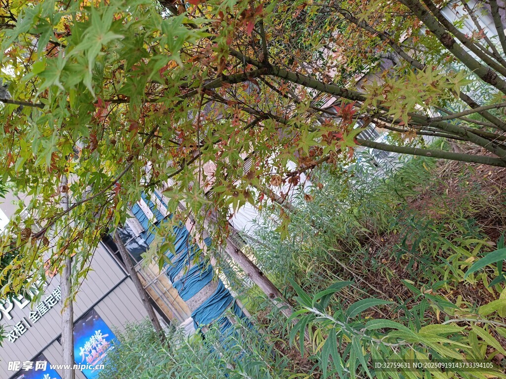 林间建筑旁的葱郁树木