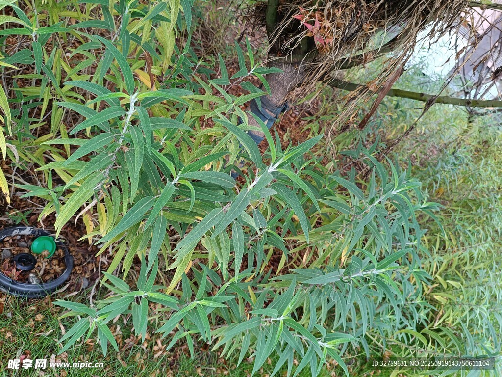 翠绿植物特写