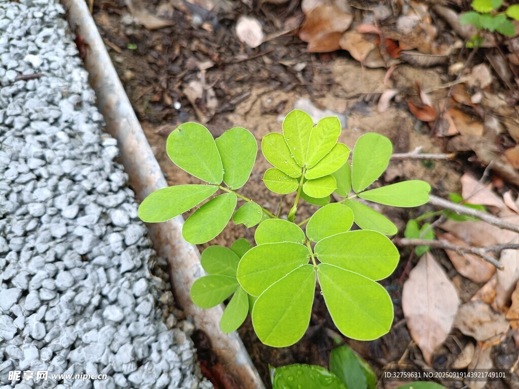 石缝中生长的嫩绿植物