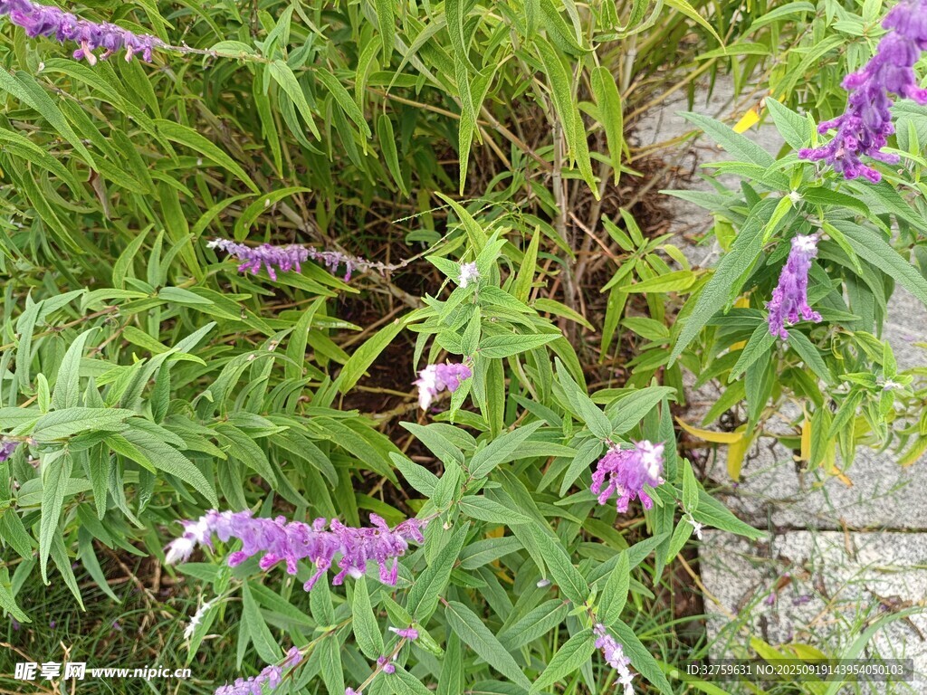 紫色花卉绿植自然景象