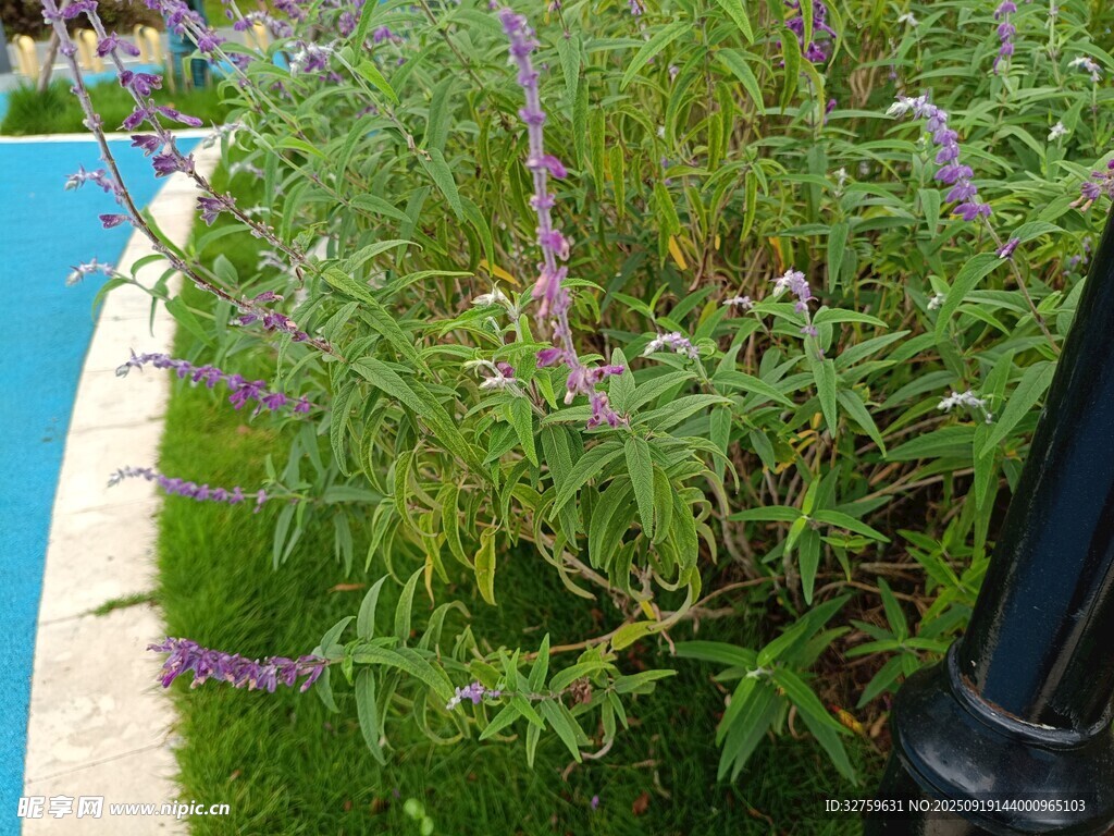 花园中的绿植与紫色花卉
