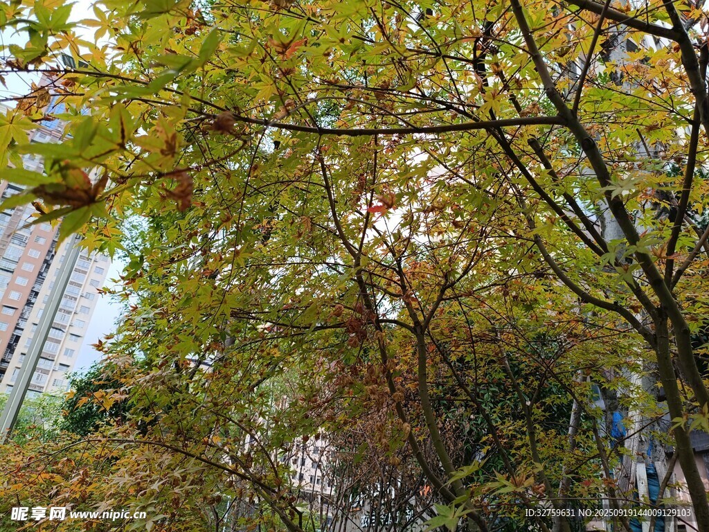 秋日斑斓树林景象