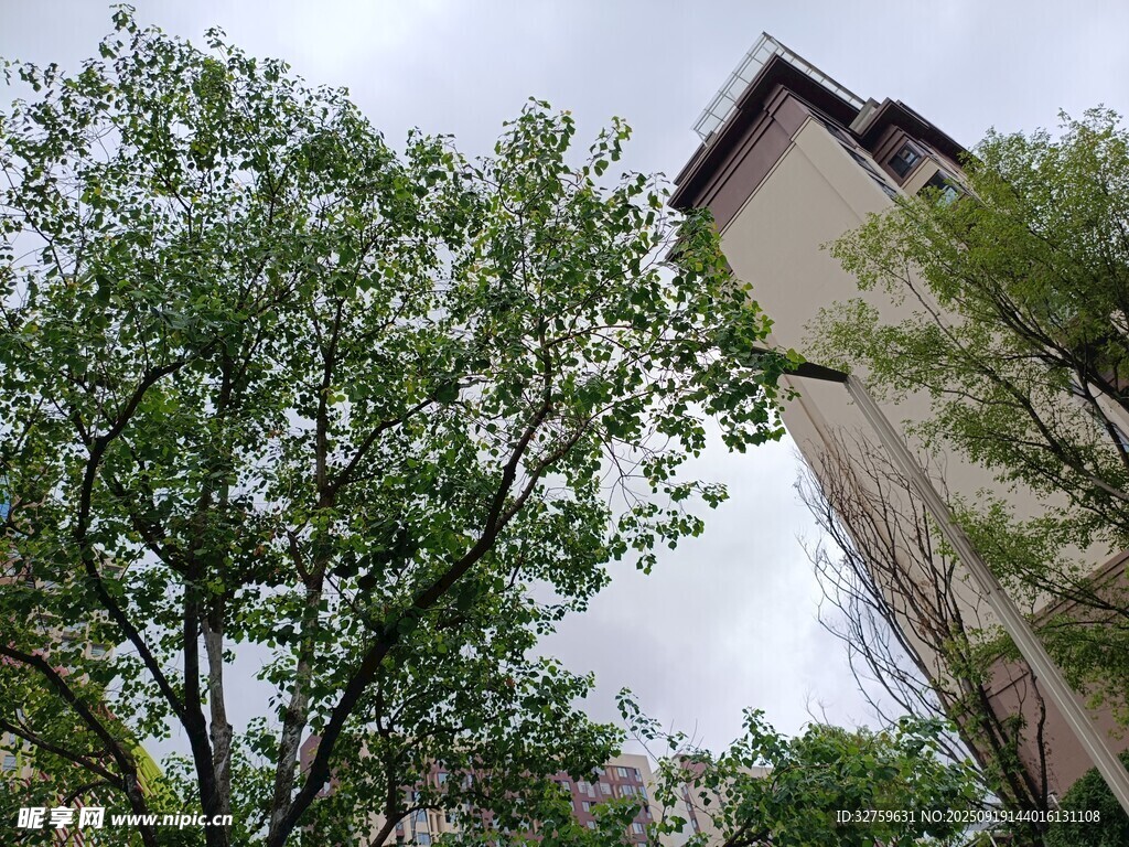 绿树环绕的建筑物