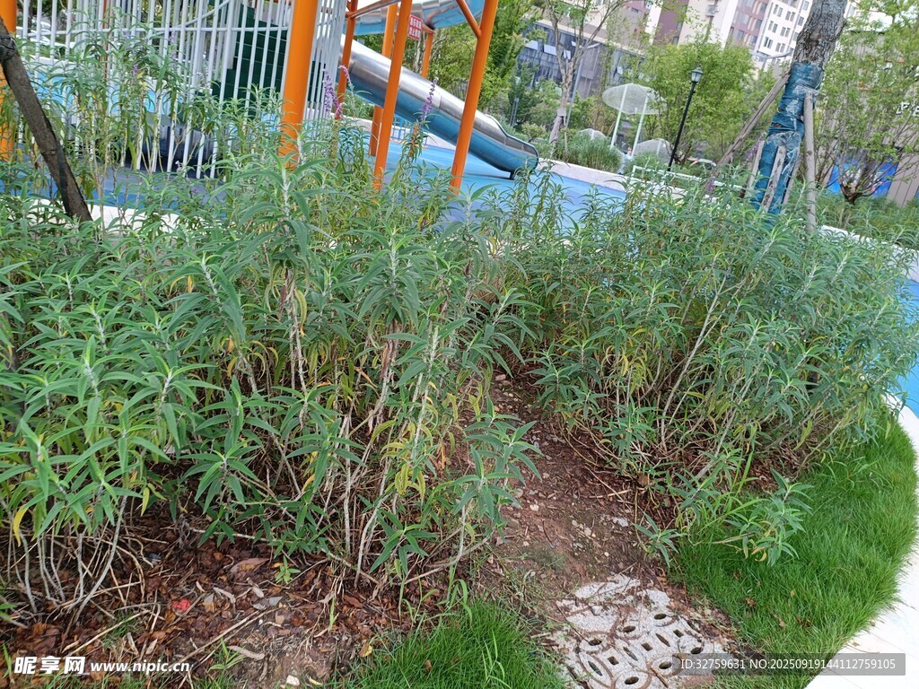 城市中的绿植菜园