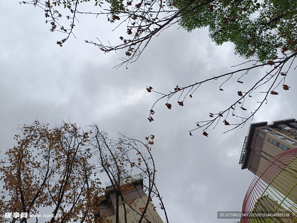 阴天树枝下的建筑景象