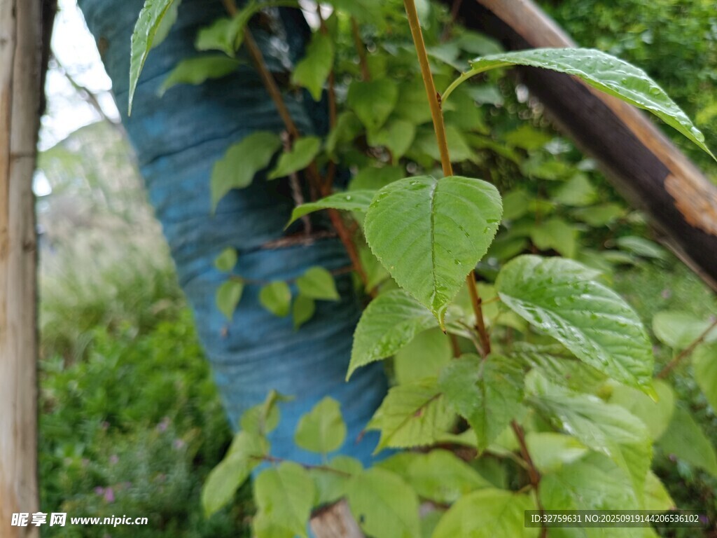 藤蔓缠绕蓝色物件