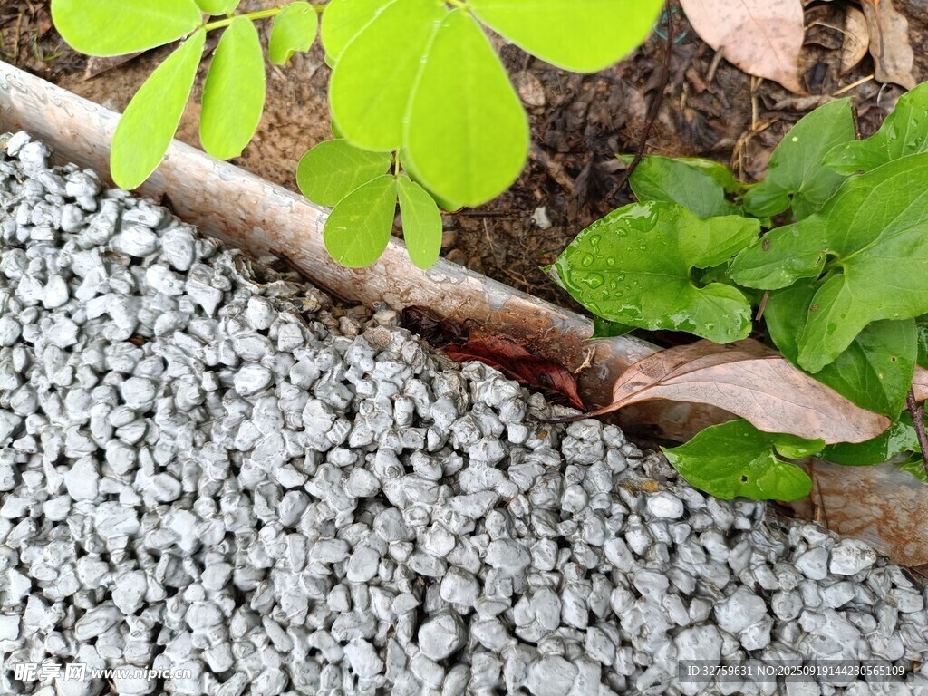 碎石旁的绿植生机景象
