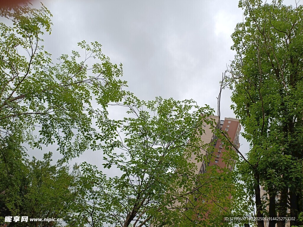 绿树掩映下的天空一角