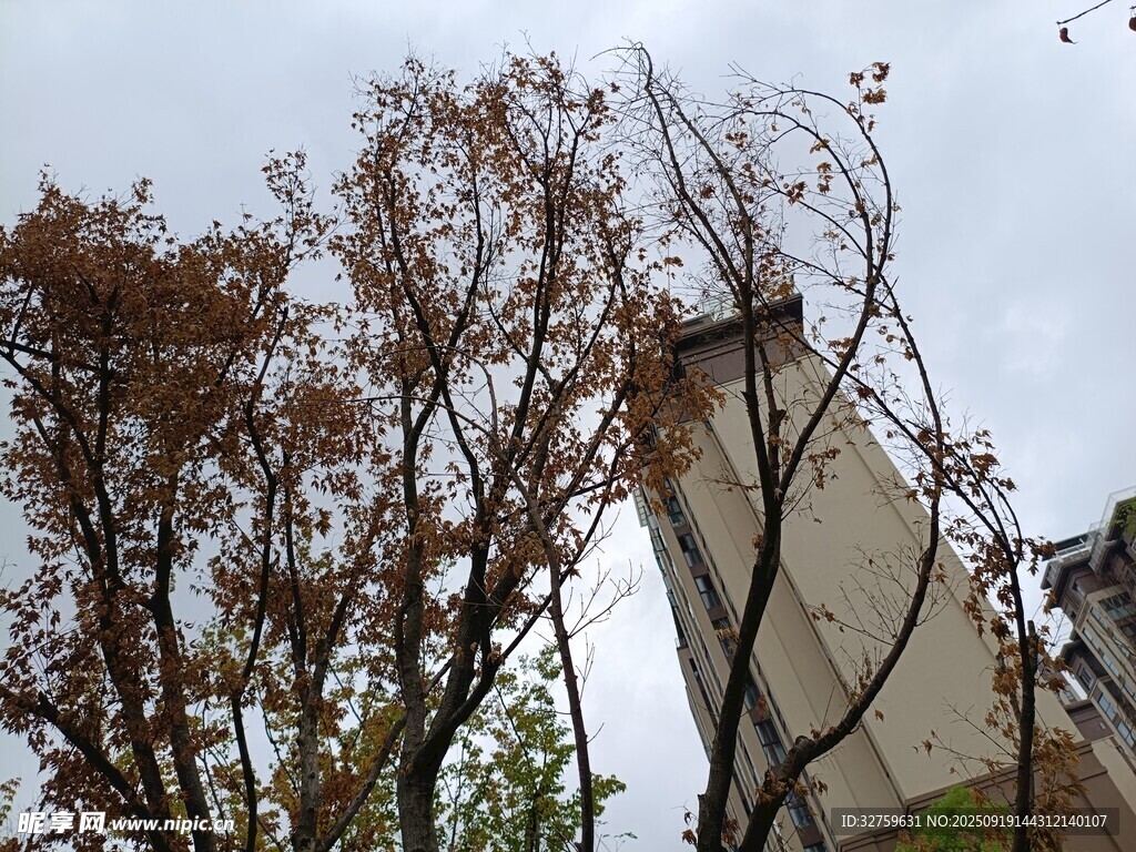 枯树旁的老旧建筑