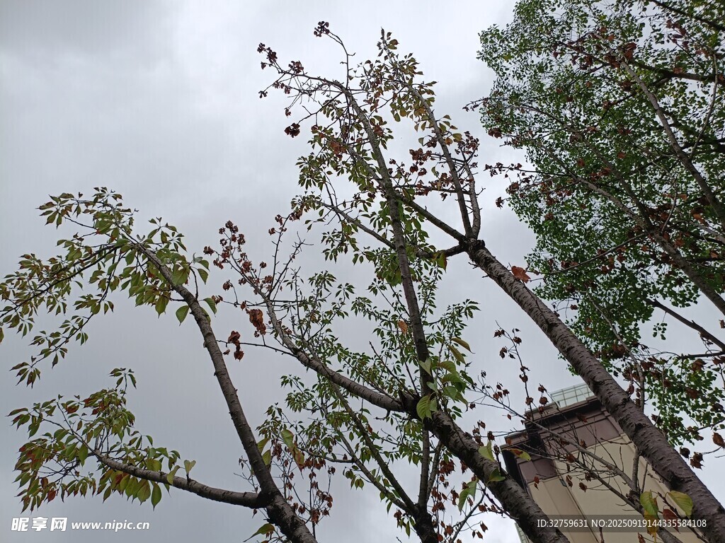 天空下的树木与老旧建筑