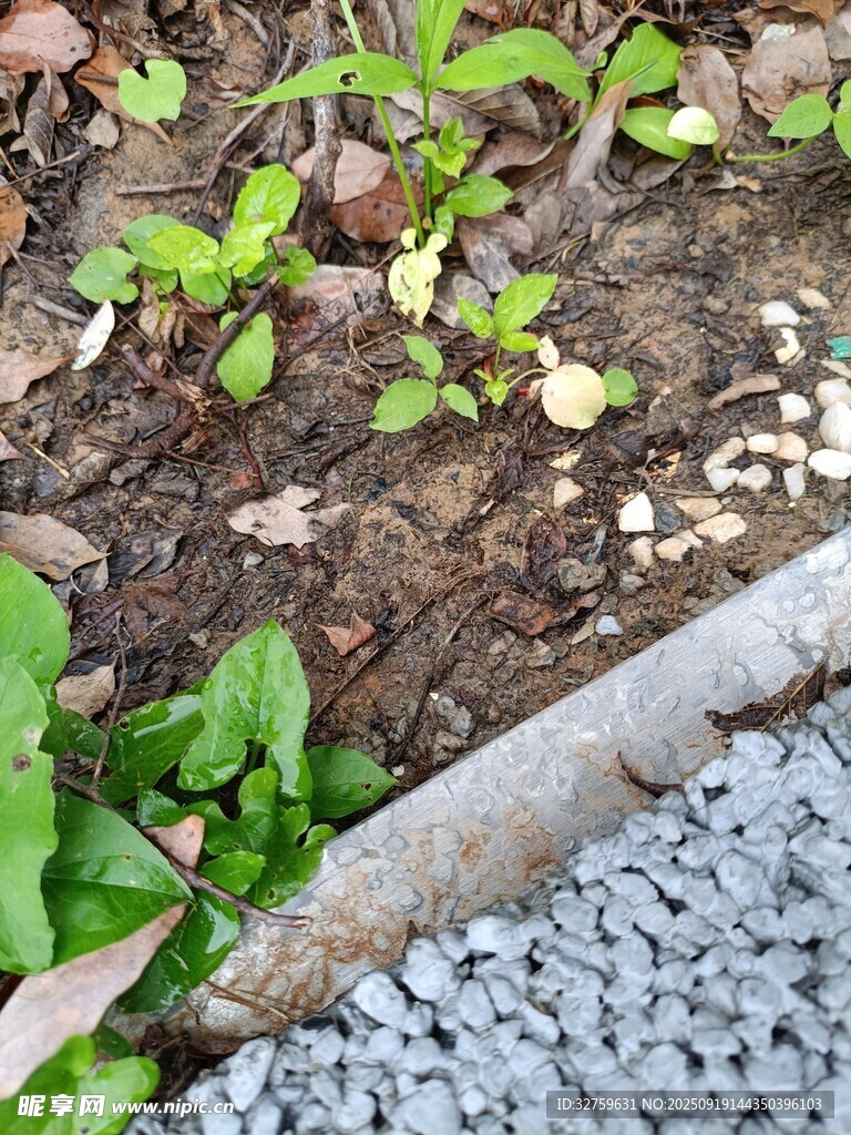 花园中新生的绿植与碎石