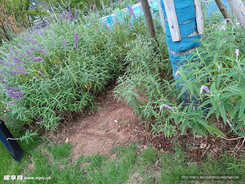 花园中繁茂的绿植小径