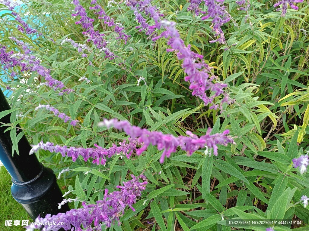 紫色穗状花卉植物特写