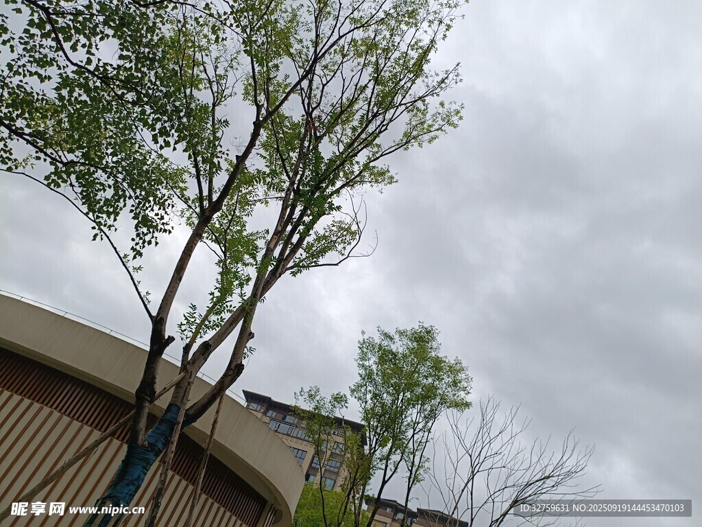 风雨中挺立的树木