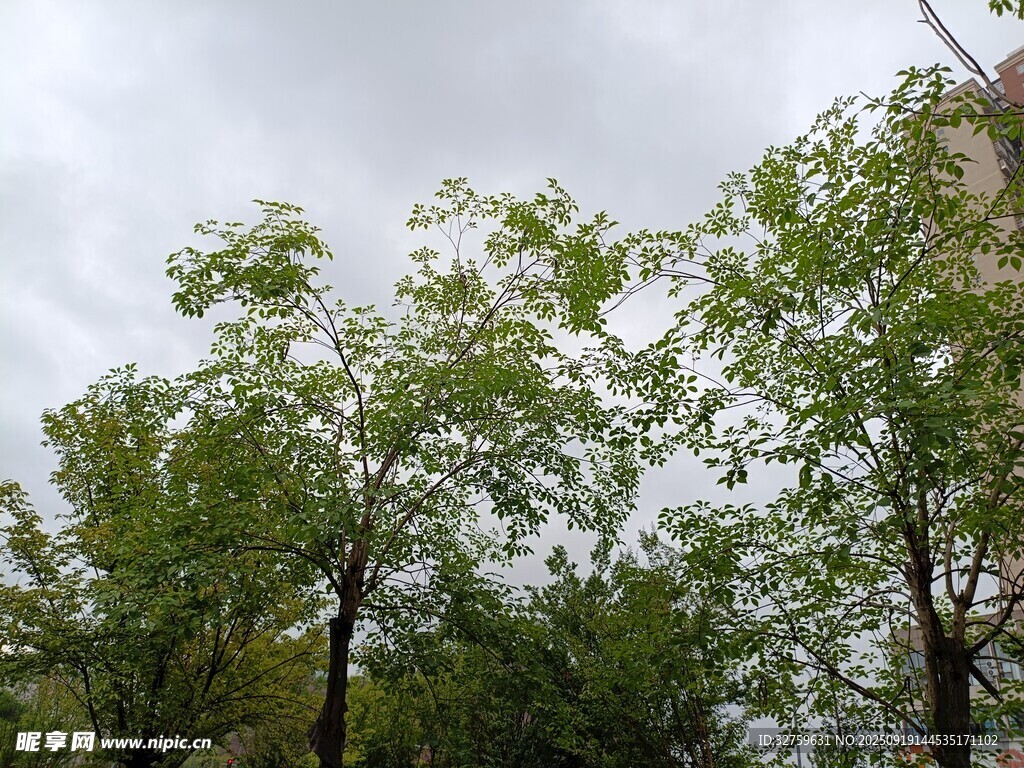 绿树成荫的清新户外景致
