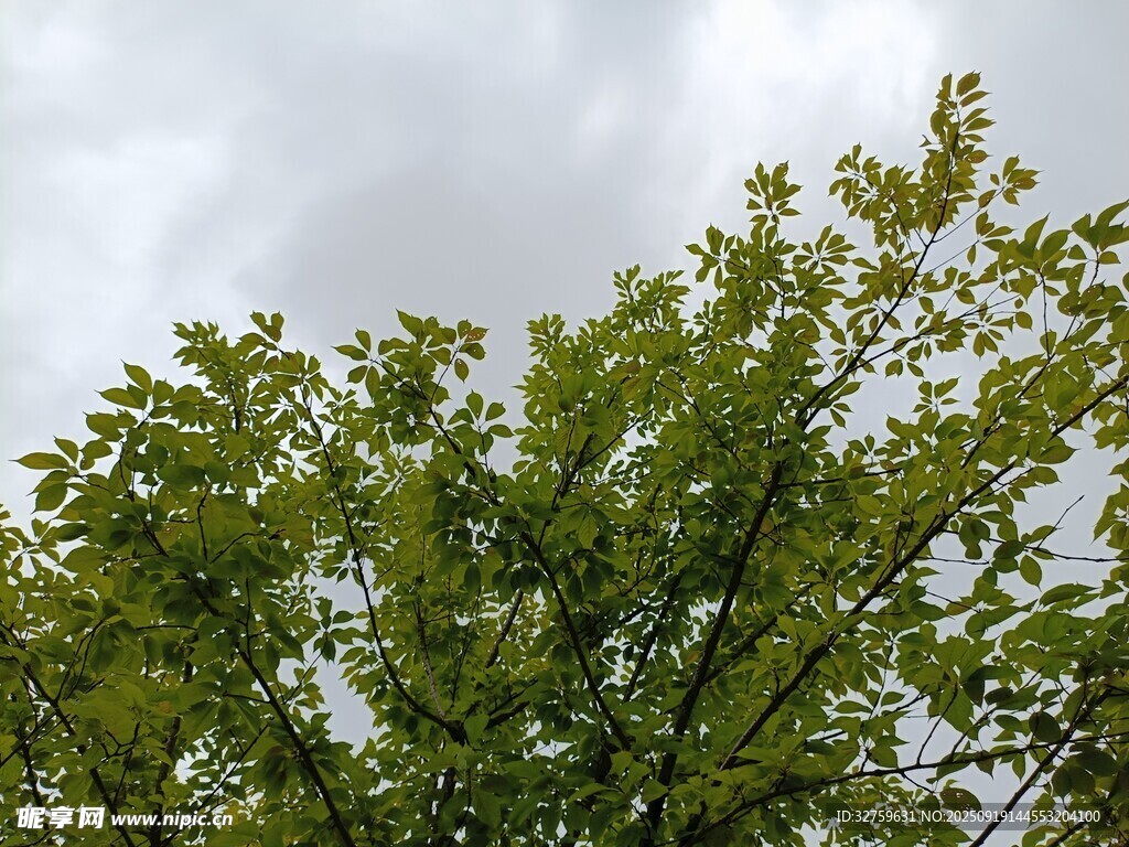绿树映蓝天的清新景致
