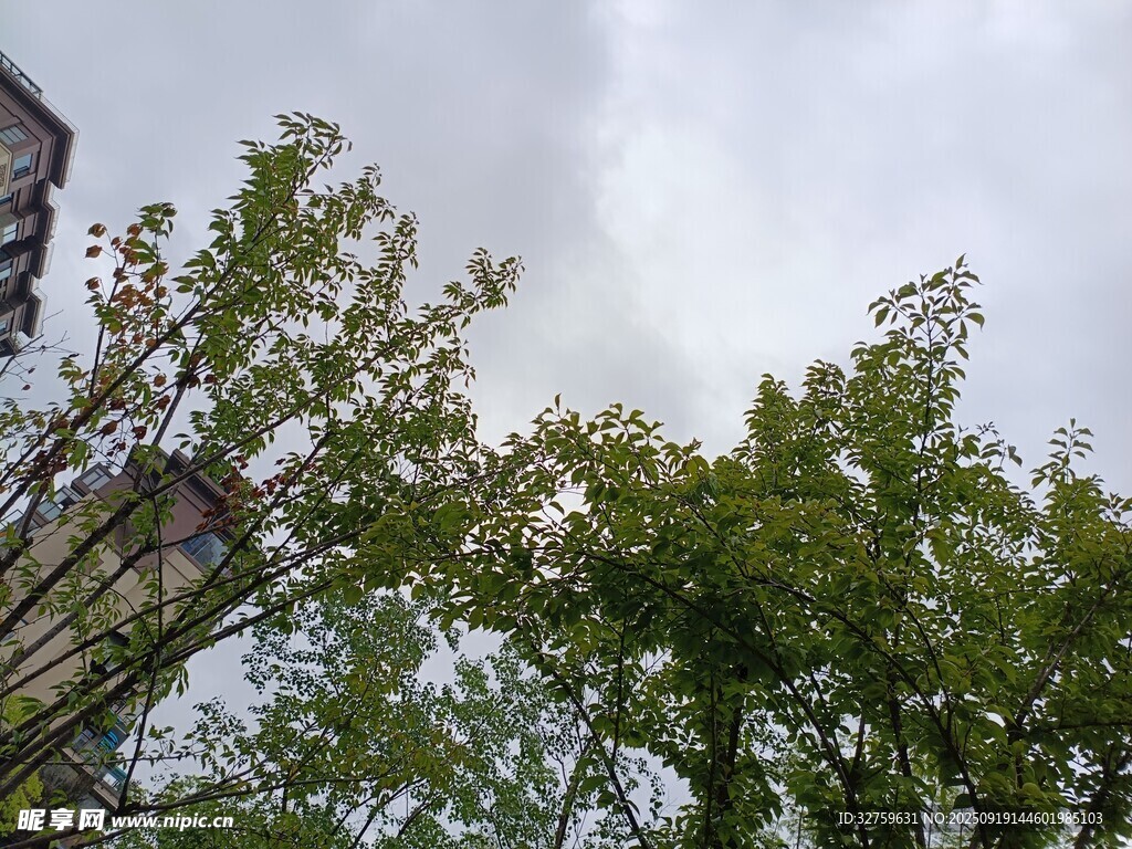 绿树映天的清新景致