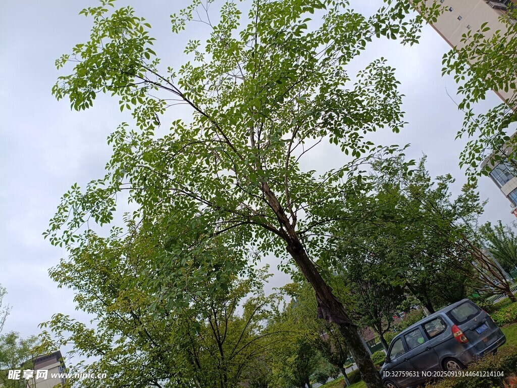 户外繁茂绿树景象