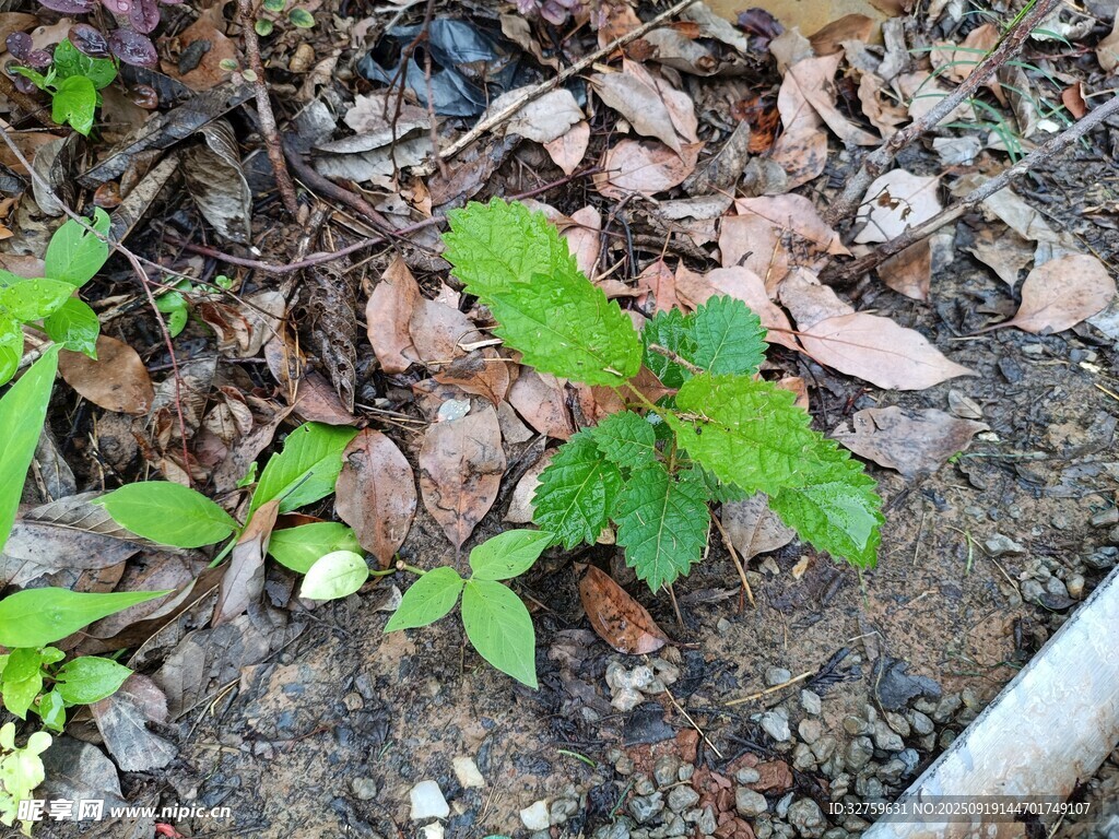 地面生长的嫩绿植物