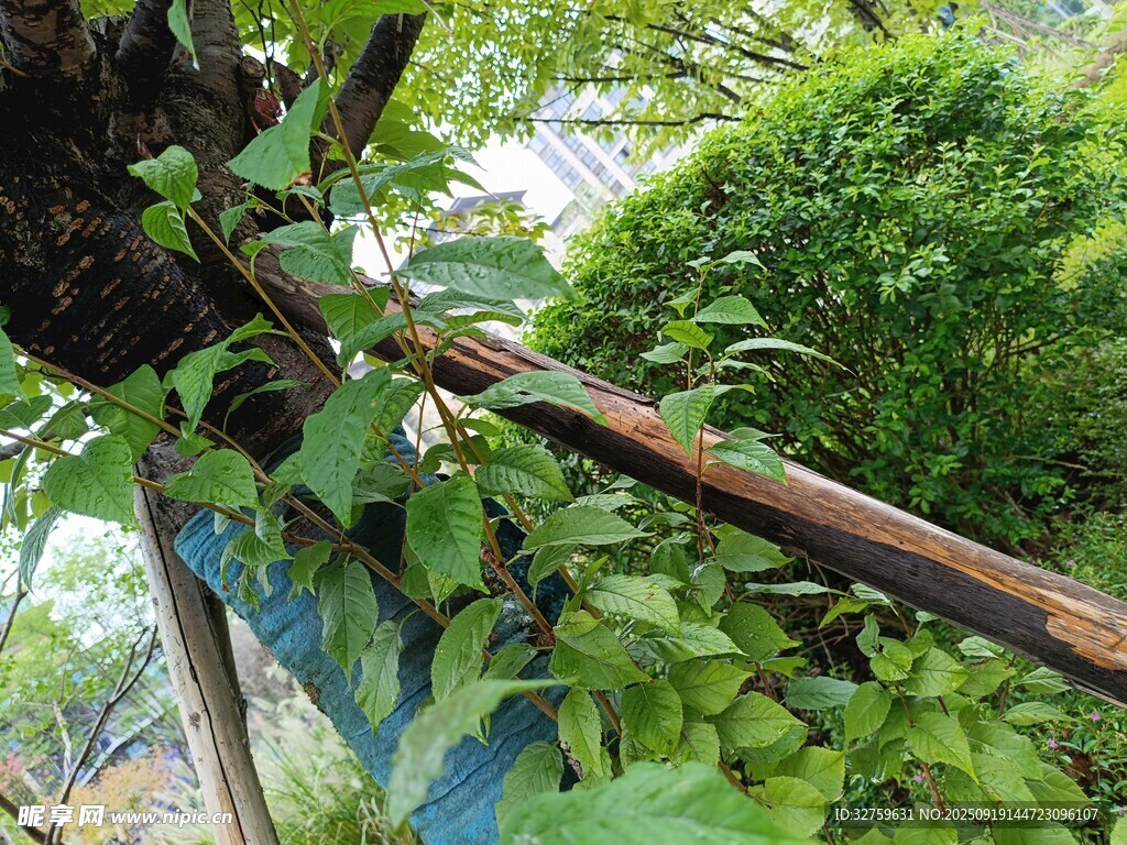 藤蔓缠绕的木质支架