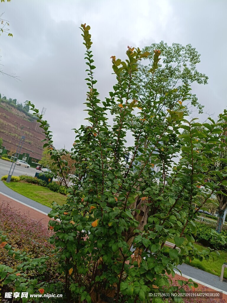 户外繁茂绿植景观