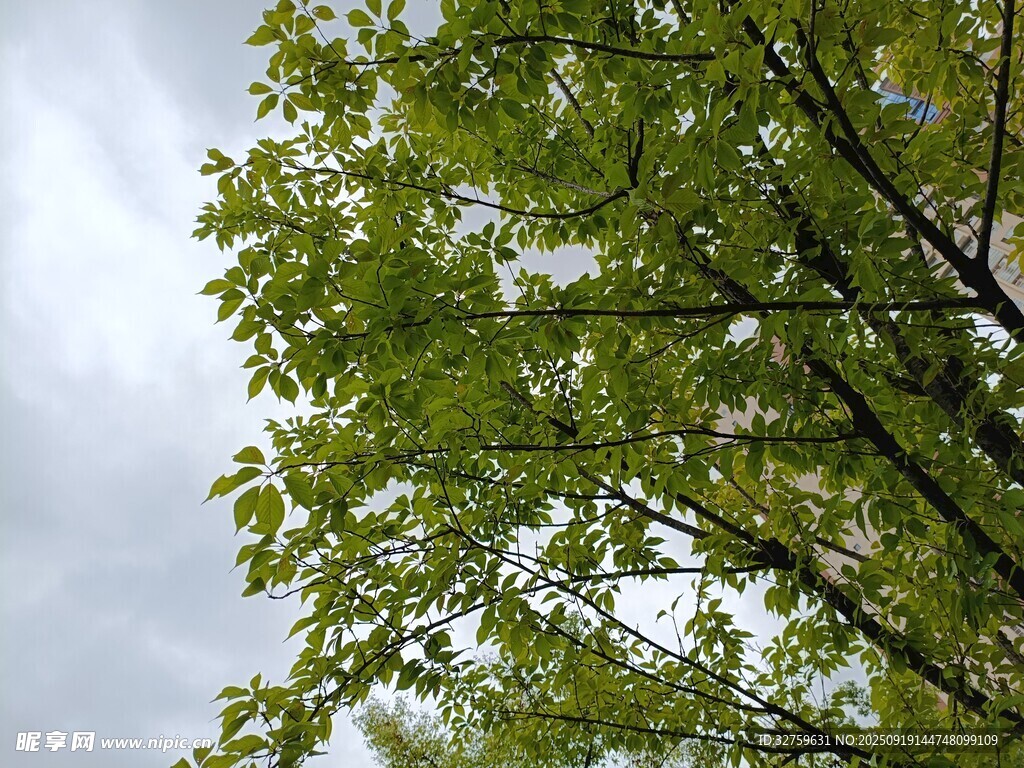 绿叶繁茂的树梢