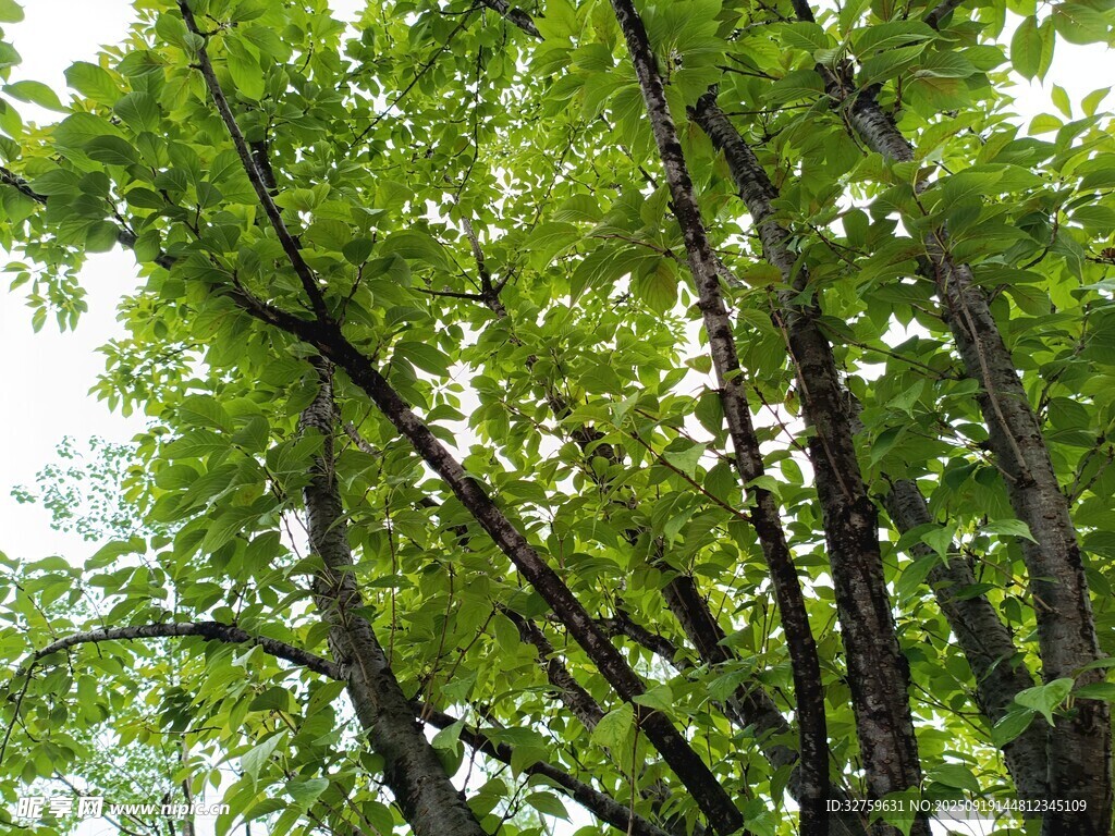 繁茂绿树展现盎然生机