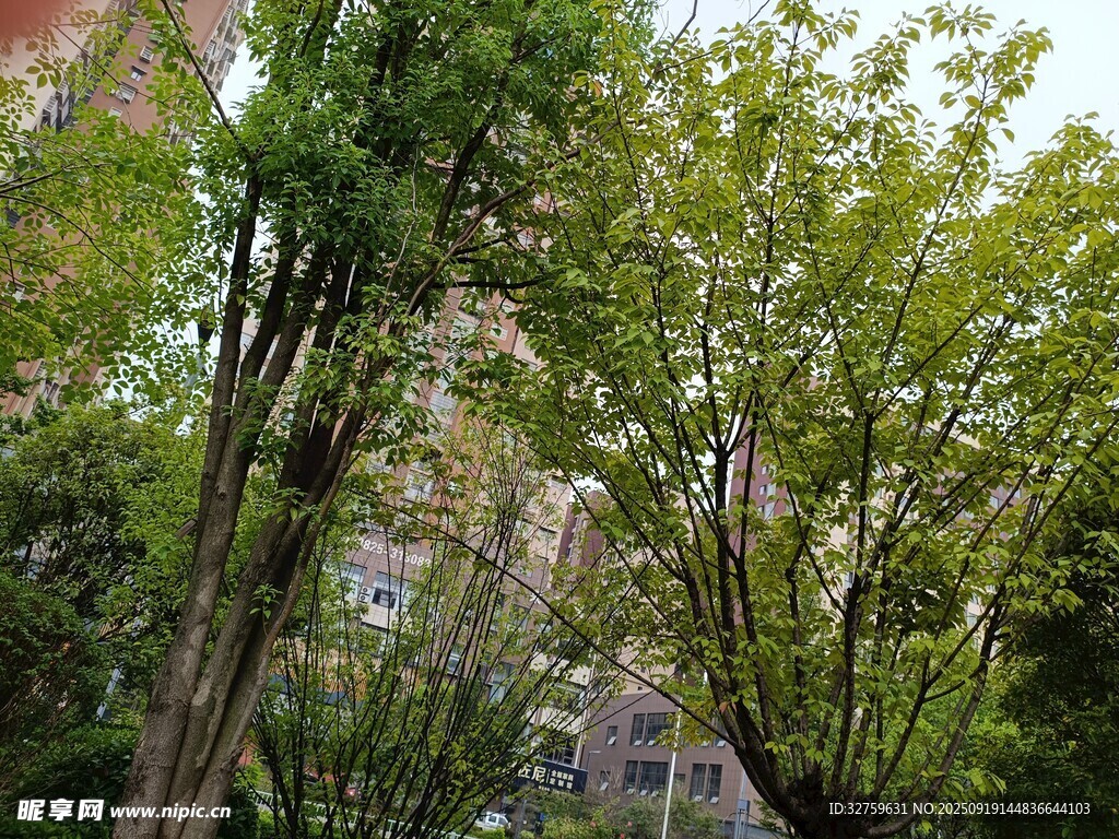 绿树成荫的林间小道