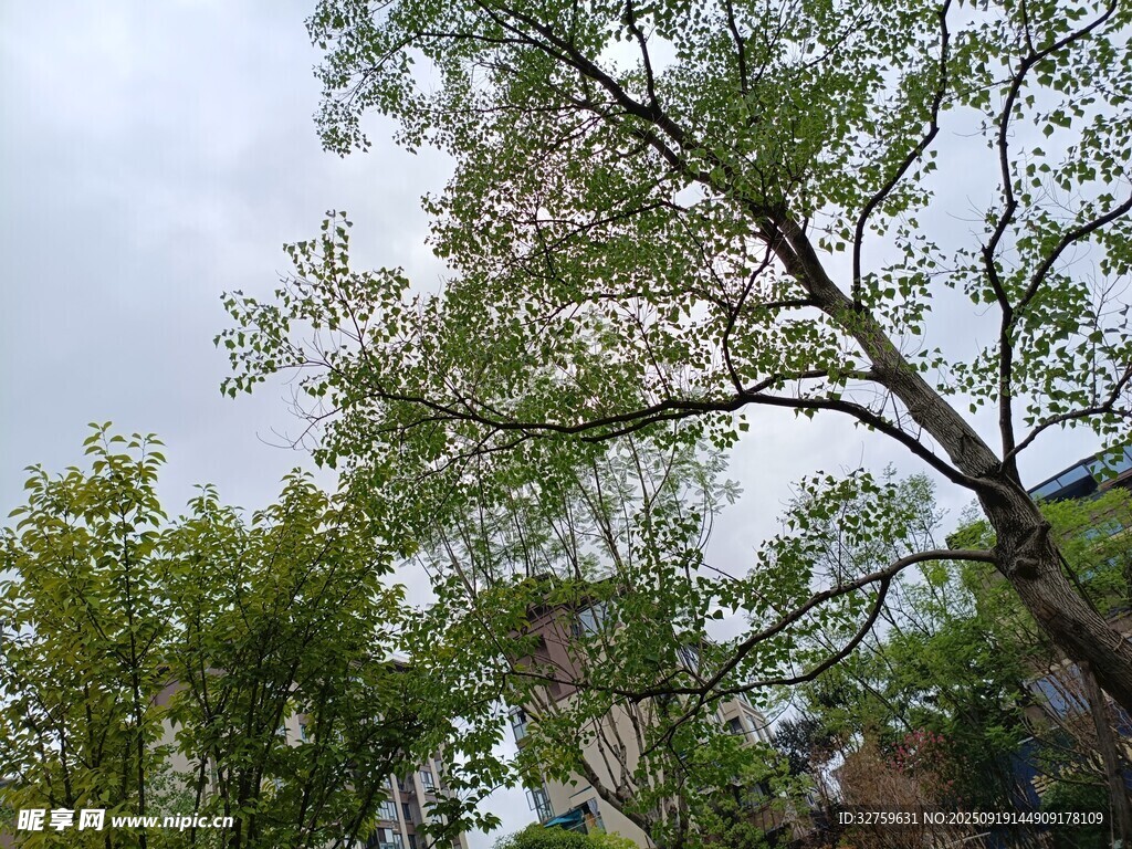 绿树成荫的自然景象
