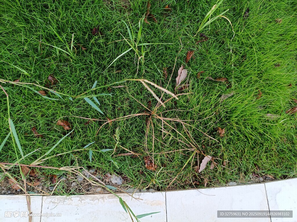 路边绿草与白色边缘景观
