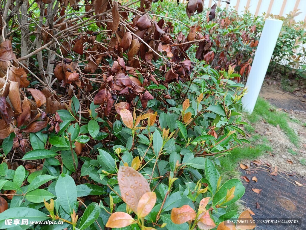 多彩叶片植物景观