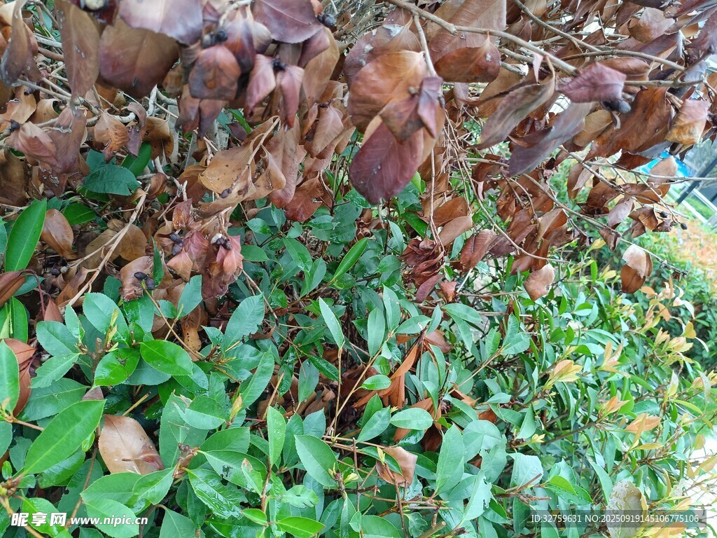 地面绿植与树根景象