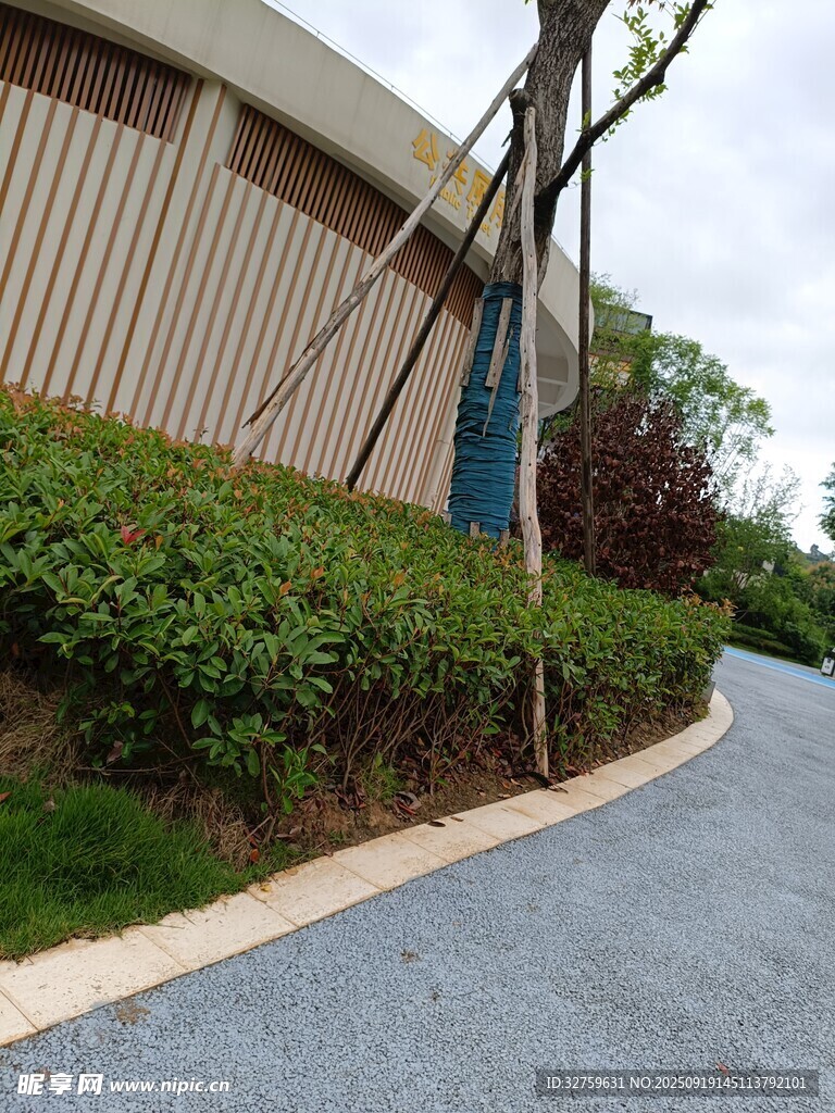 园区道路旁的绿植景观