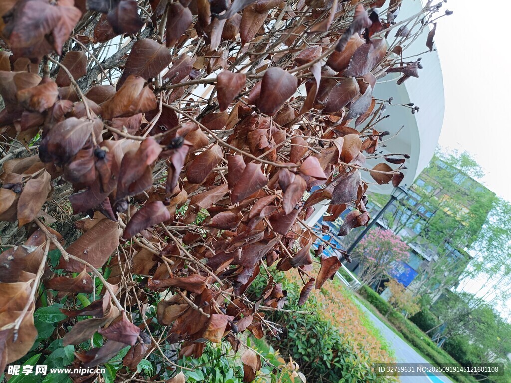 红叶植物景观