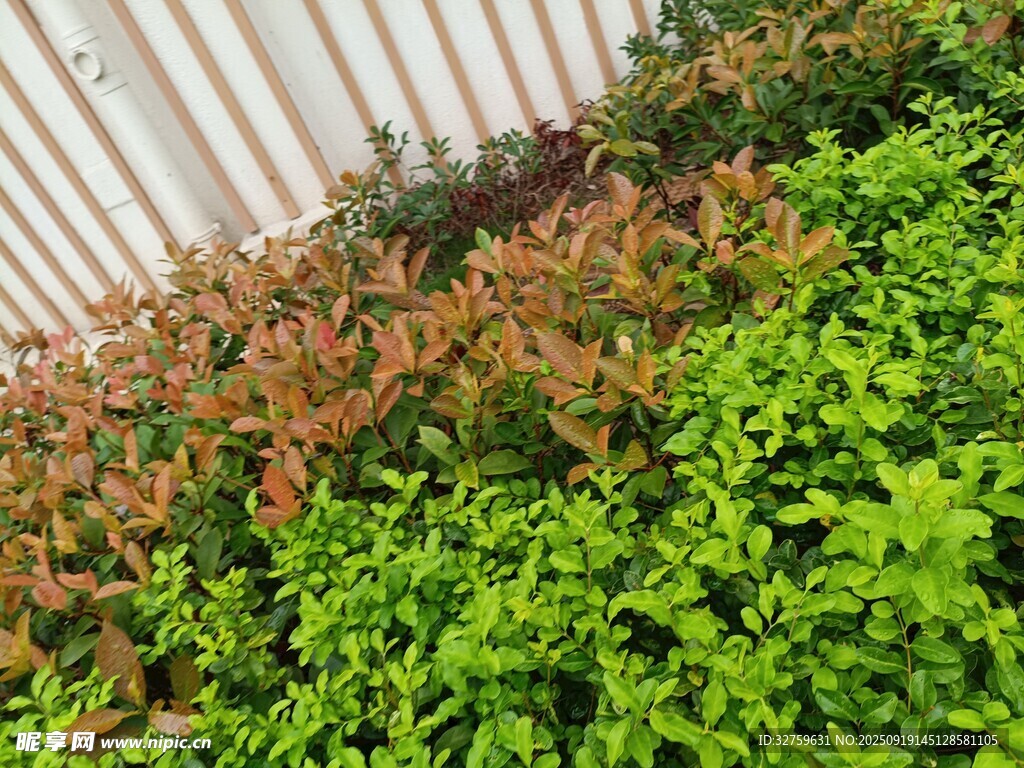 多彩绿植墙边生机盎然