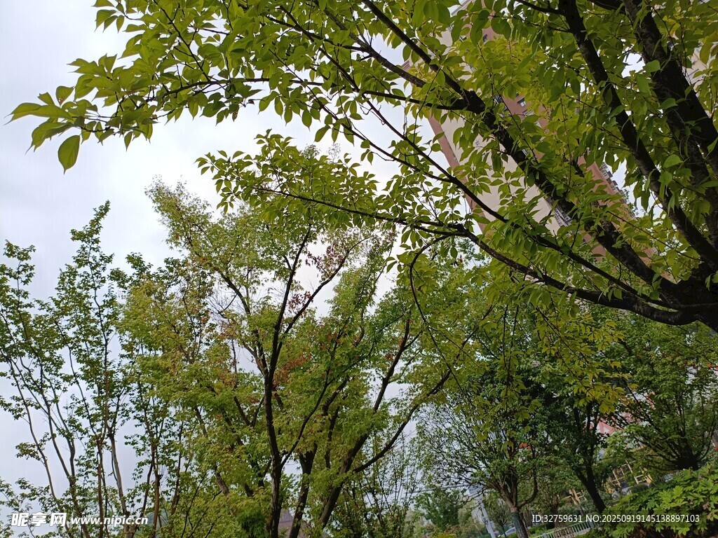 绿意盎然的树林景观