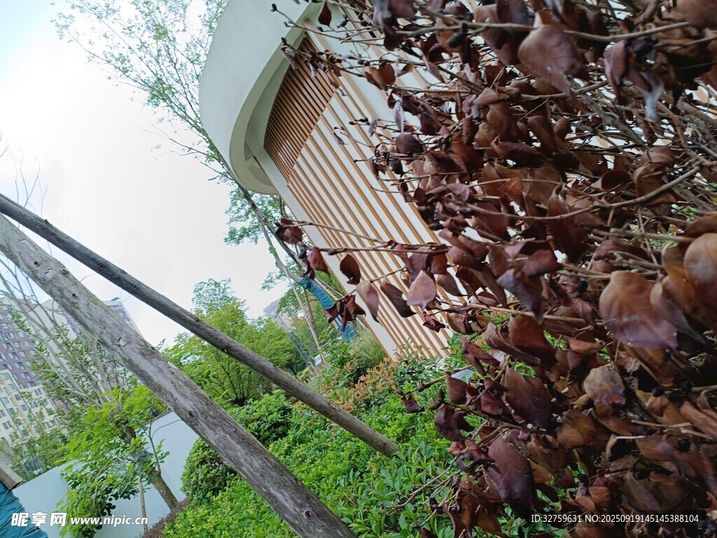 庭院绿植与红叶景观