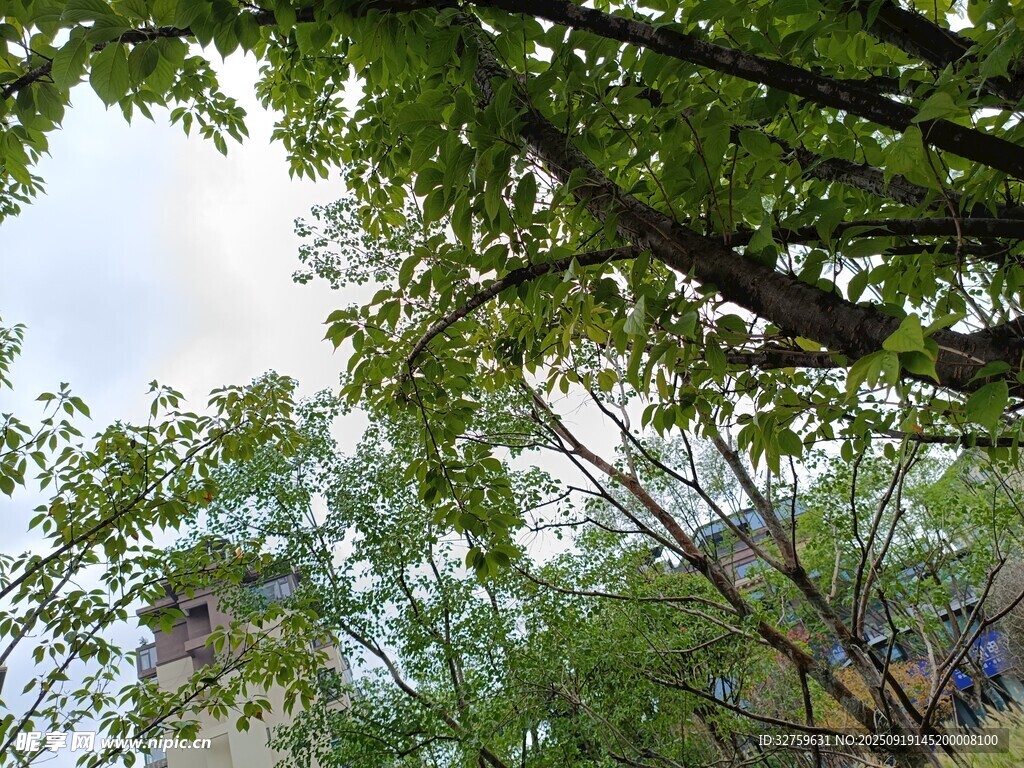 绿叶间的天空景致