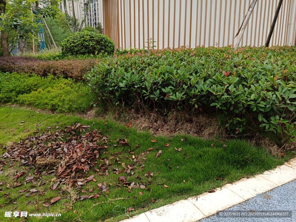 路边绿植景观
