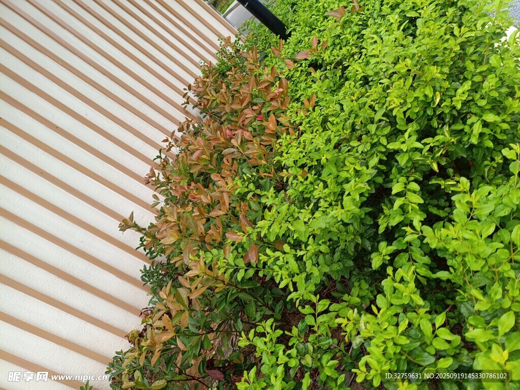 墙边绿植景观